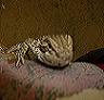 llsabentroth's avatar - dragon.jpg