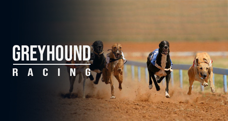 category one greyhound races